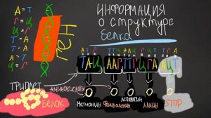 Видео урок про ДНК и РНК