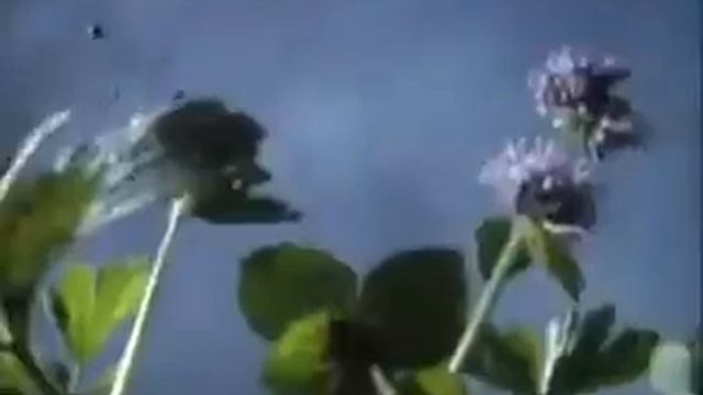 Эти растения, сами разбрасывающие семена.