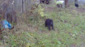 Щенки к выбору. Помет 02.10.2024г.