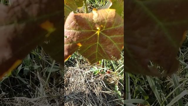 Любит калий каждый аграрий! смотреть онлайн