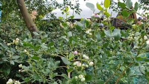 После окончания плодоношения , обрезаю или формирую кусты голубики.