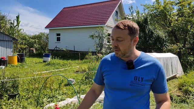 Новый способ посадки арбуза! Завалят урожаем даже в холодном климате! Забудьте про прививку арбузов
