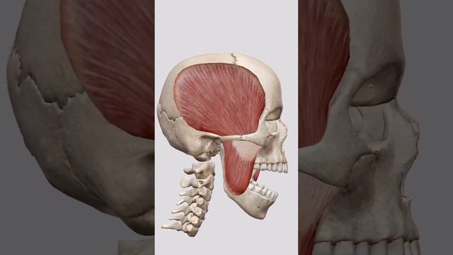 Mandible Retraction:The act of pulling the lower jaw backward, creating overbite, with upper teeth. смотреть онлайн