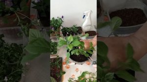 Гортензия древовидная Руби Аннабель. Формирование куста.