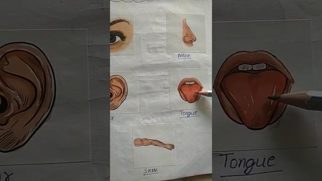 Sense organs