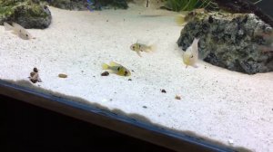 Young wild caught blue rams / mikrogeophagus ramirezi