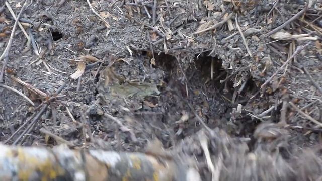i Смешанный лес большой муравейник Mixed forest large anthill Украина Ukraine 20201004 смотреть онлайн