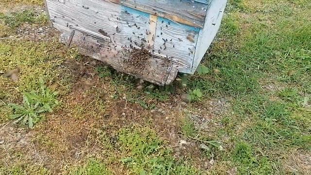 Трутни уже созрели смотреть онлайн