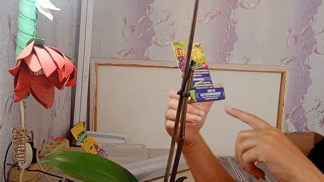размножение орхидеи,как я буду растить детку...