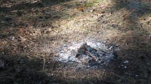 ПВД 2021. Одиночный поход в лес. Обустройство стоянки в лесу. Single trip trave. SOLO BUSHCRAFT CAM