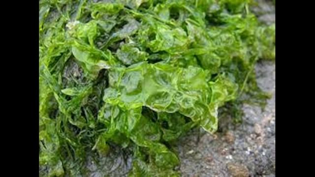 Ջրիմուռների թագավորություն смотреть онлайн