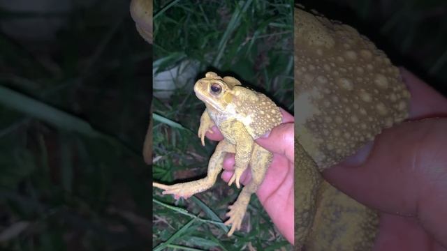 Yellow skin toad  #frog #virallife #toad #toads #skin #sounds #frogsounds #froglife #viral