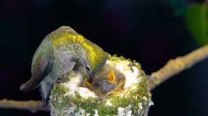 Птенцы #птицы