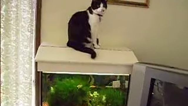 Trixie on the fishtank смотреть онлайн