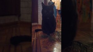 Нахулиганил. #сосна #мишка в #сосновом #лесу #котики #коты #кошки