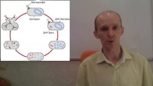 Бактериофаги