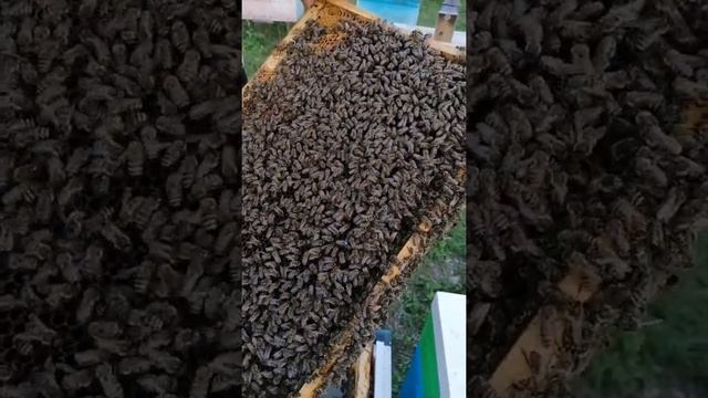 Подсадка матки и.о. смотреть онлайн