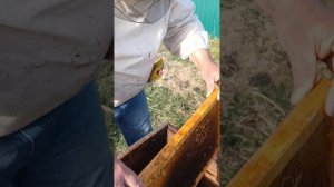 Сборный отводок на зимовалую матку