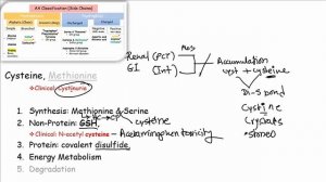 Amino Acids High Yield - Hydrophilic