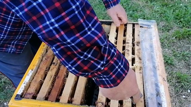 Карпатская порода пчёл смотреть онлайн