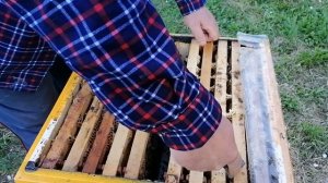 Карпатская порода пчёл