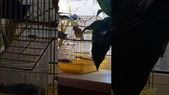 пение гибрид щегол канарейки смотреть онлайн