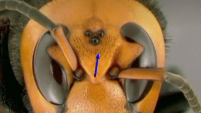Гигантский Азиатский Шершень смотреть онлайн