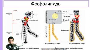 Строение биологической мембраны за 5 минут