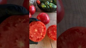 Сорт томата Ведро с куста.