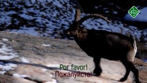 Анонс. Зоо ТВ. Дикая Португалия.