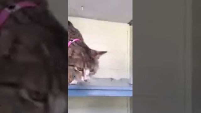 5262 Oyster BlacktownAnimalHoldingFacility RescueCat Project
