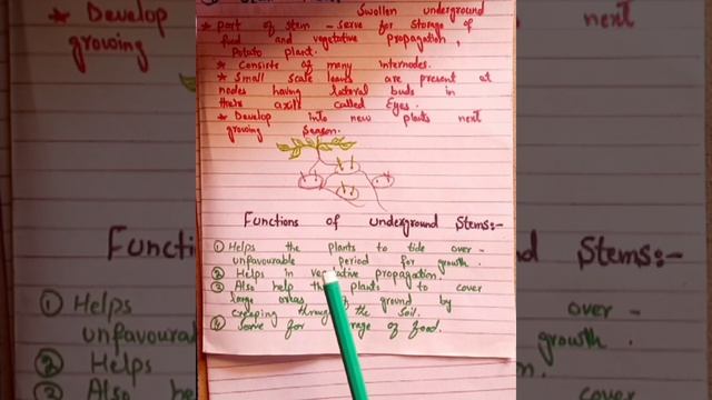 functions of underground stem #neet#biologyscience#botany#bsc#morphologyoffloweringplants #science смотреть онлайн