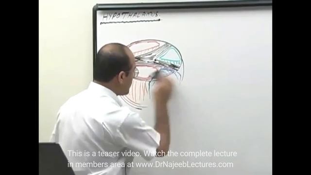 Thalamus | Structure and Function | Neuroanatomy