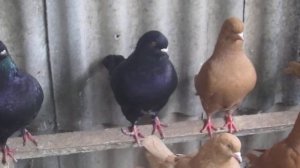 MVI 5551 мясные  голуби в г. Молочанск