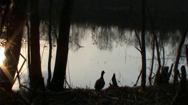 Работа подсадной утки. смотреть онлайн