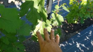 Всё питание в гроздь винограда. Прищипка, чеканка винограда.