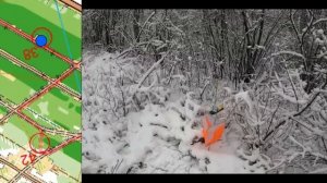 Берёзка 8.11.2024