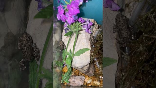 Baby Toads Metamorphosis Complete New Tank! frog toad