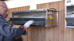 Обзор клетки для перепелов модель 2024 года