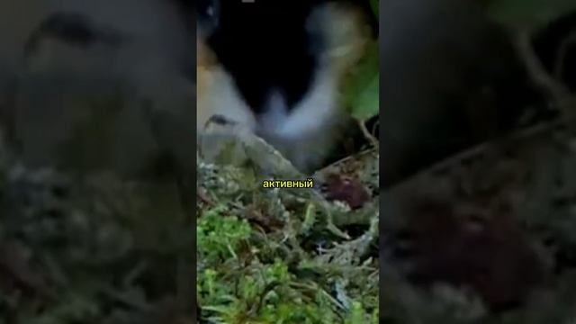 Лемминги и их роль в экосистеме смотреть онлайн