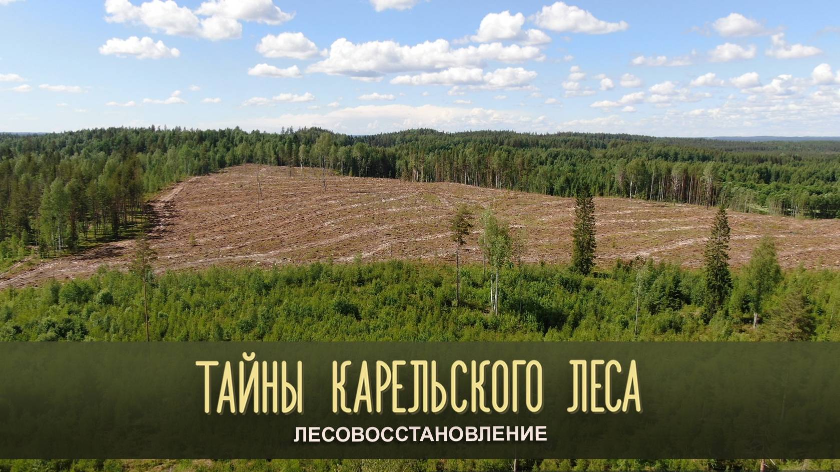 ЛЕСОВОССТАНОВЛЕНИЕ | Тайны карельского леса