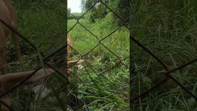 Jhunjhunu Aaj Heran s Ladai ho gai ❤️😁😁❤️ #babysongs #bullybreed #pets #mastiff #doglover #pakistan смотреть онлайн