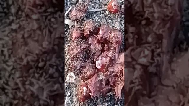 Как муравьи едят сладости?