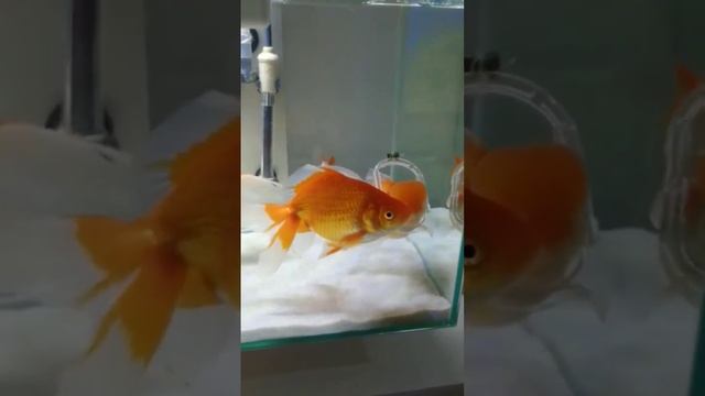 pearlscale goldfish with swimbladder ..#fish #aquarium #goldfish #fishtank #viral#short смотреть онлайн