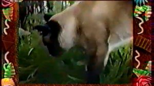 Сам себе режиссёр (1996) [сюжет#164]