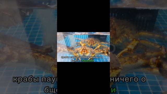 Крабы-пауки