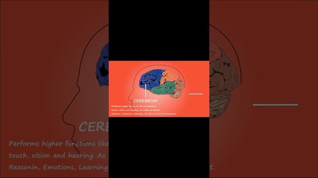 Parts of Brain  its functions