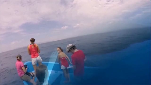 Presentation ELI-S смотреть онлайн