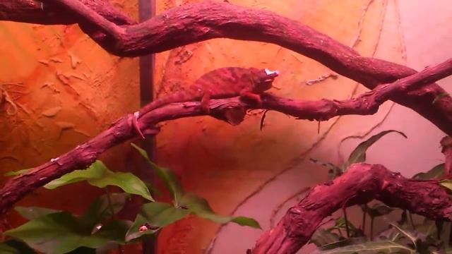 Малый хамелеон. смотреть онлайн