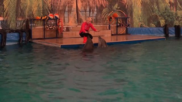 Интерьвью со старшим тренером дельфинария